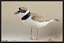 Kleine Plevier, Little Ringed Plover, Charadrius dubius Location: Wierden, the Netherlands kleine plevier MG 9229 kopie